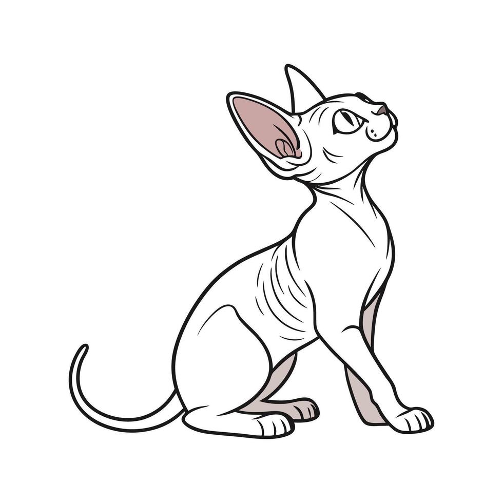 Sphynx Cat CloseUp Illustration vector