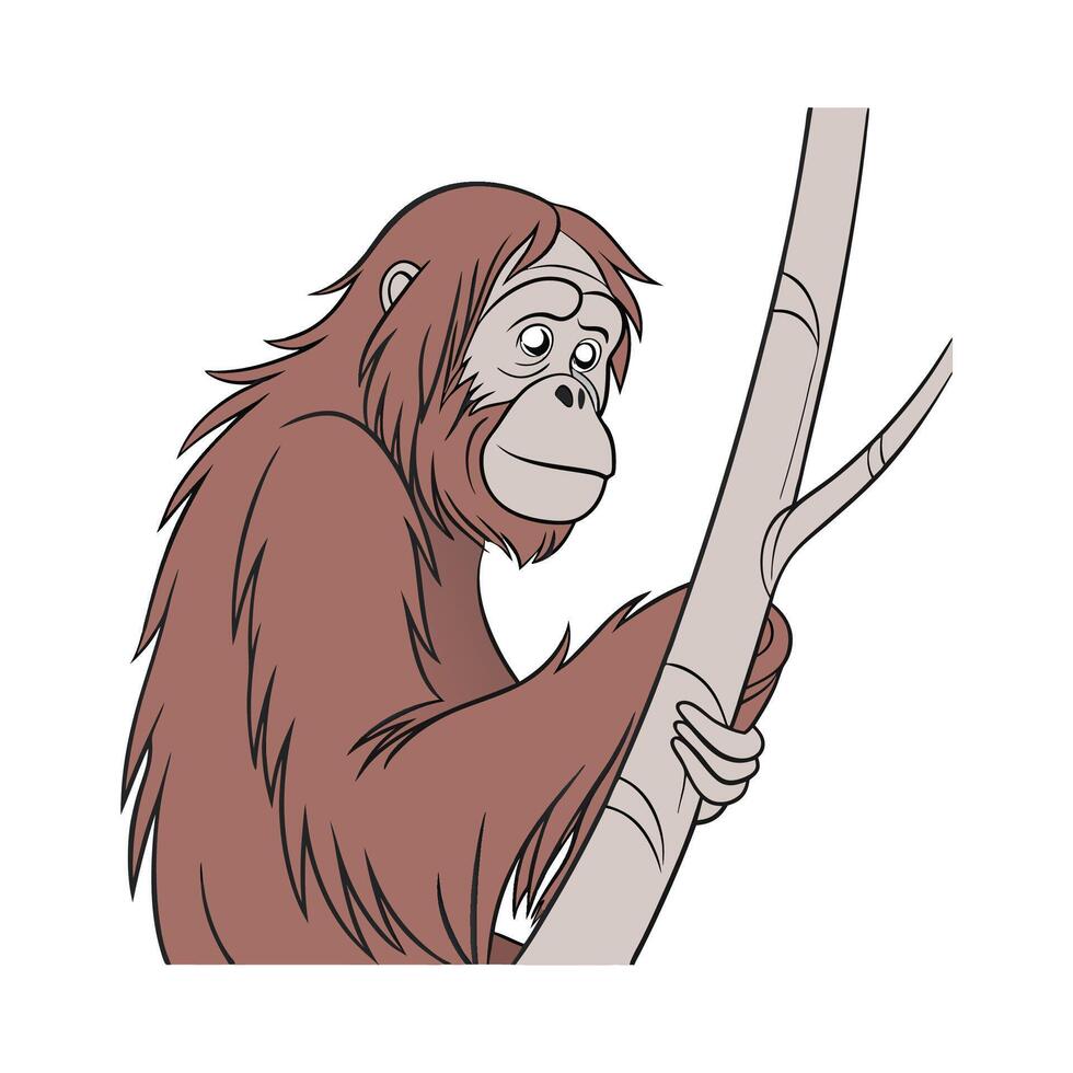 Sumatran Orangutan on White Background vector