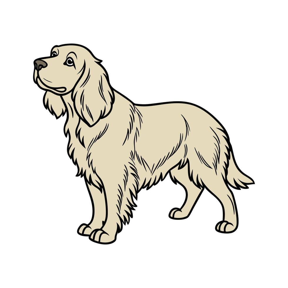 Sussex Spaniel on White Background vector