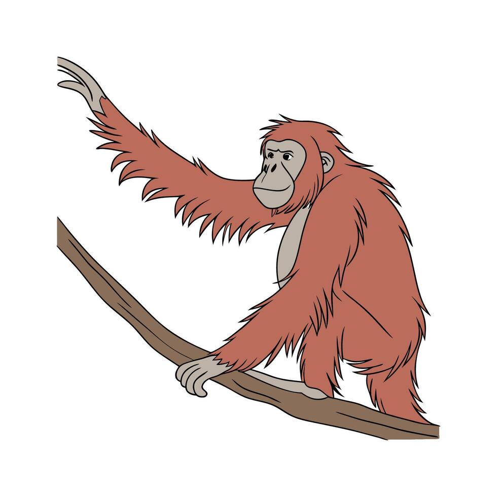Tapanuli Orangutan CloseUp vector