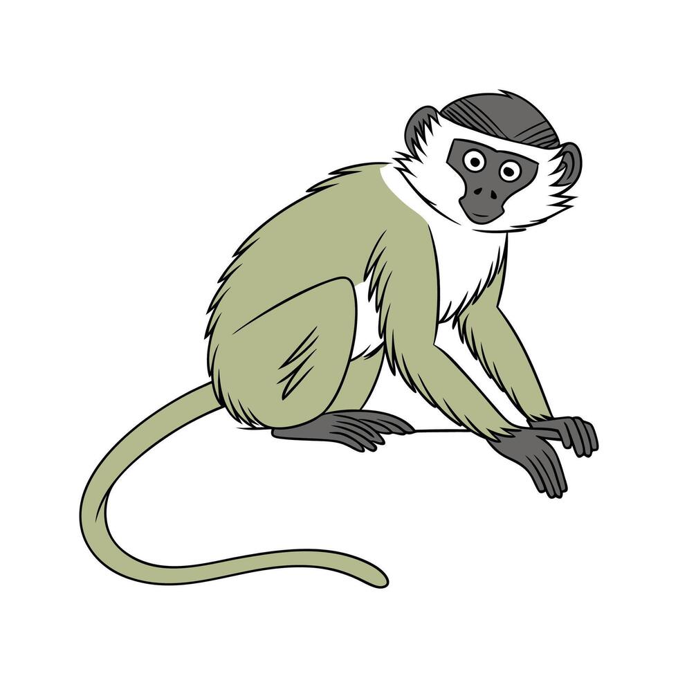 Charming Vervet Monkey vector
