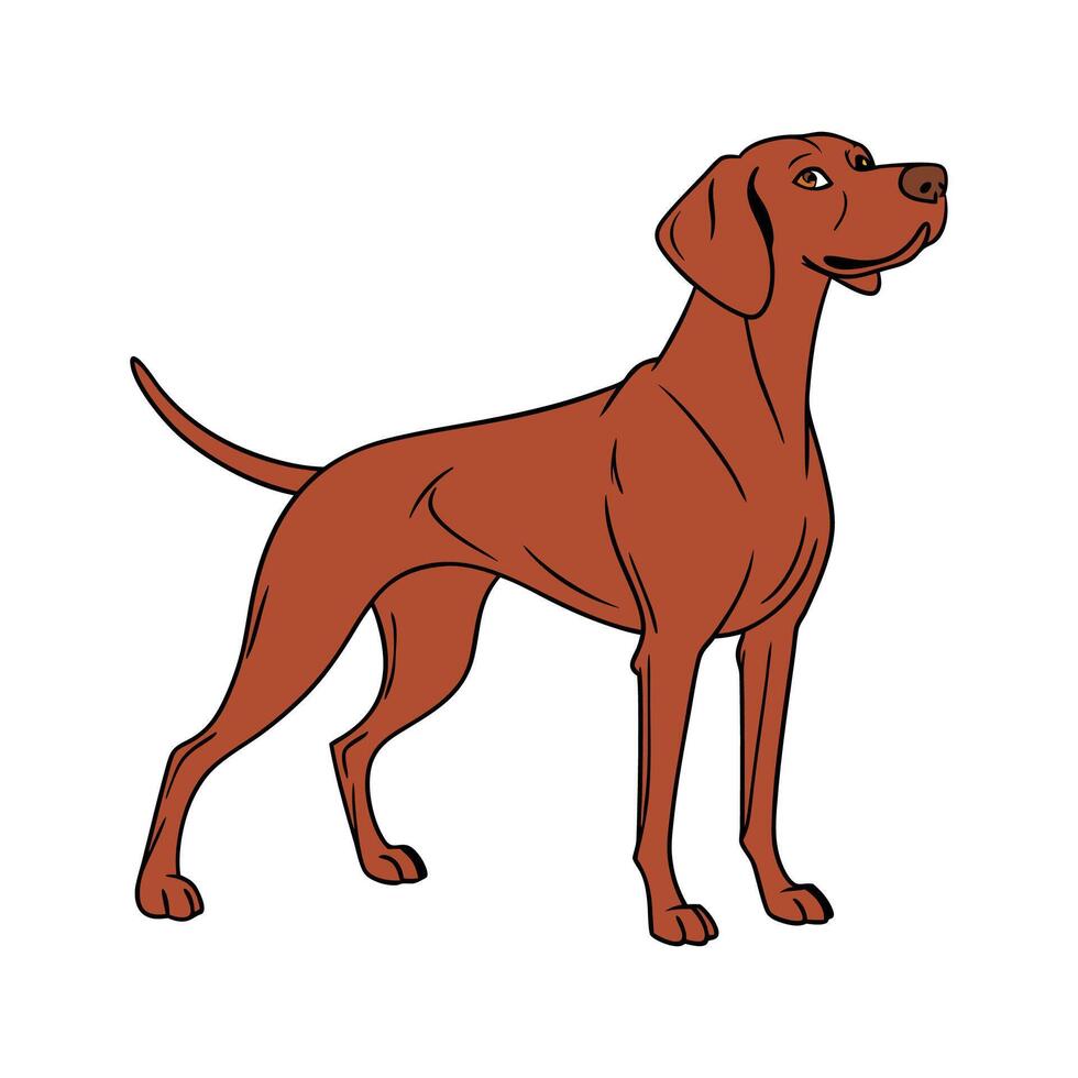 Vizsla Dog CloseUp vector