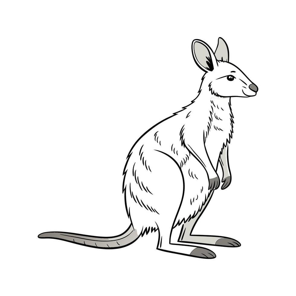 Wallaby on White Background vector