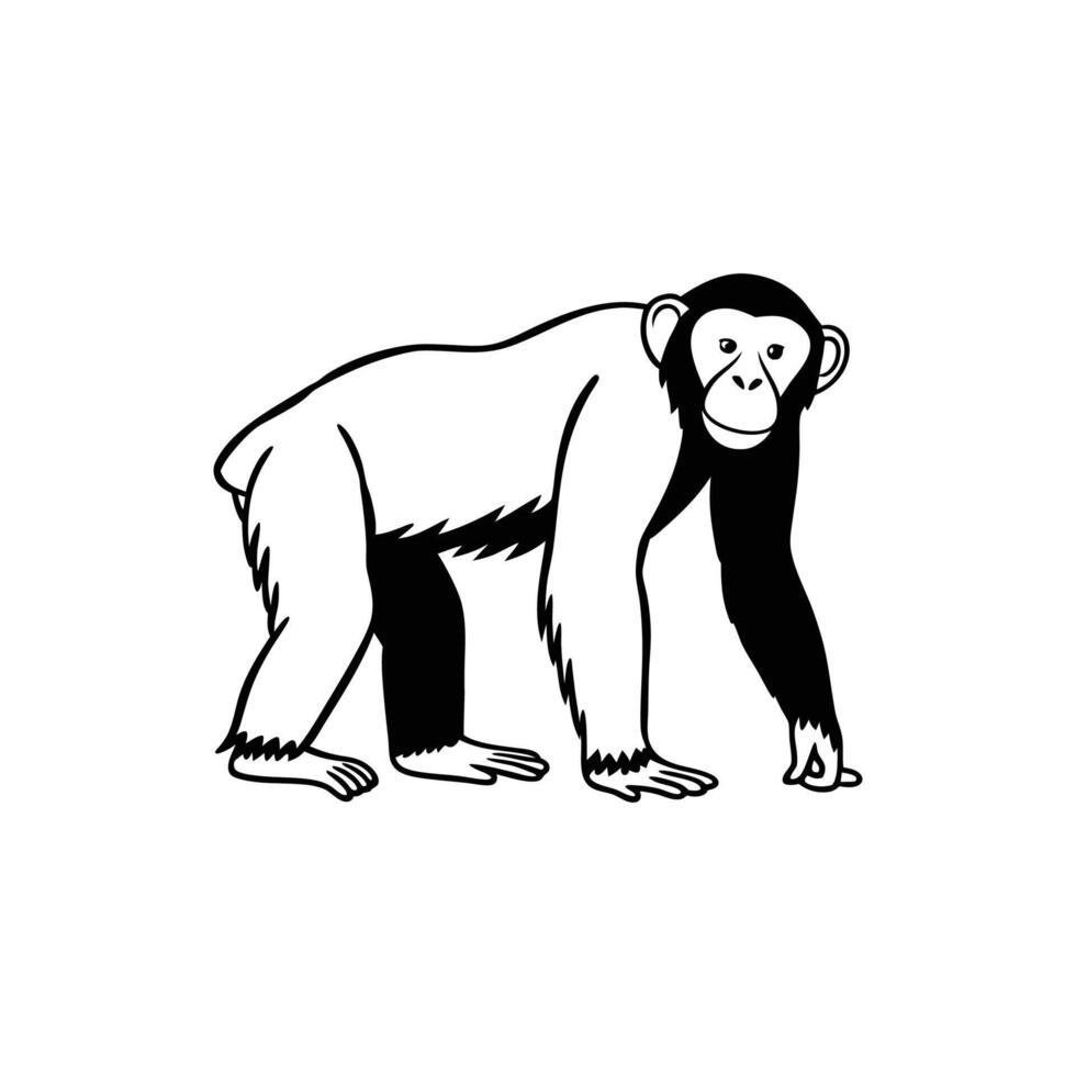 Curious Common Chimpanzee Observing vector