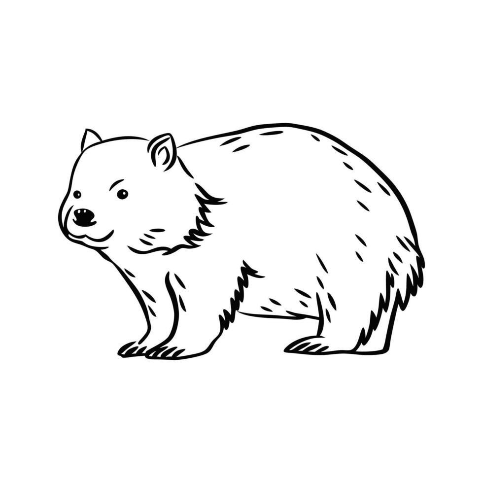 Majestic Common Wombat Walking vector
