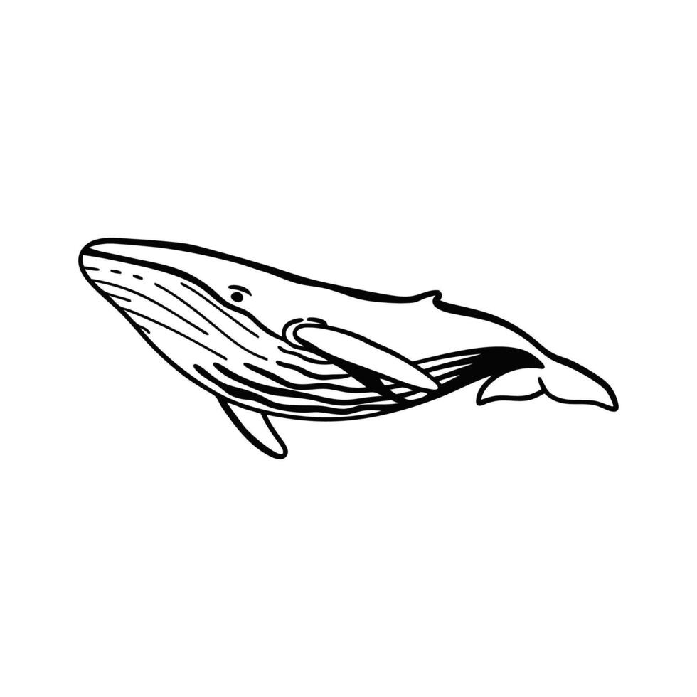 Majestic Fin Whale Swimming in Ocean vector