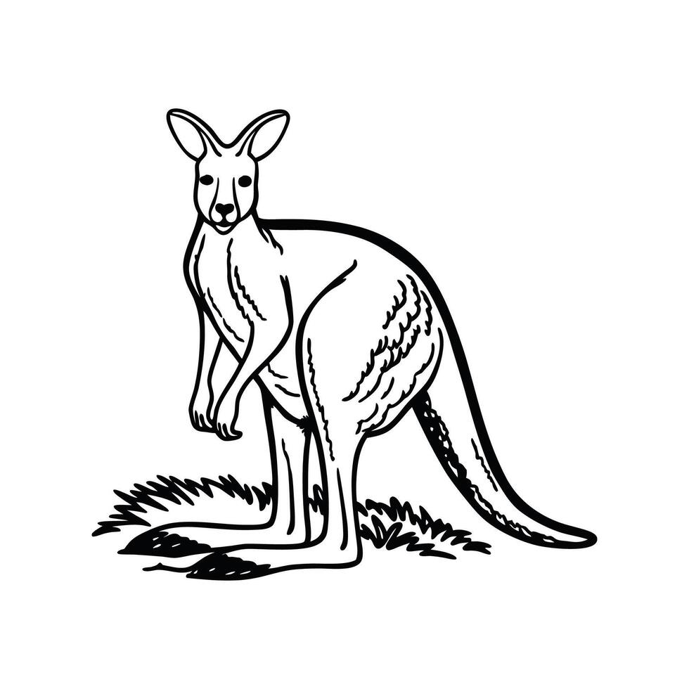 Majestic Red Kangaroo Standing Tall vector