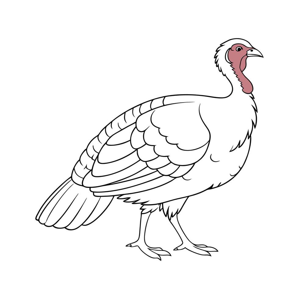 Charming White Holland Turkey Illustration Art vector