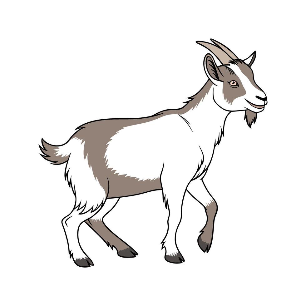 Adorable Realistic Pygmy Goat Color Illustration vector