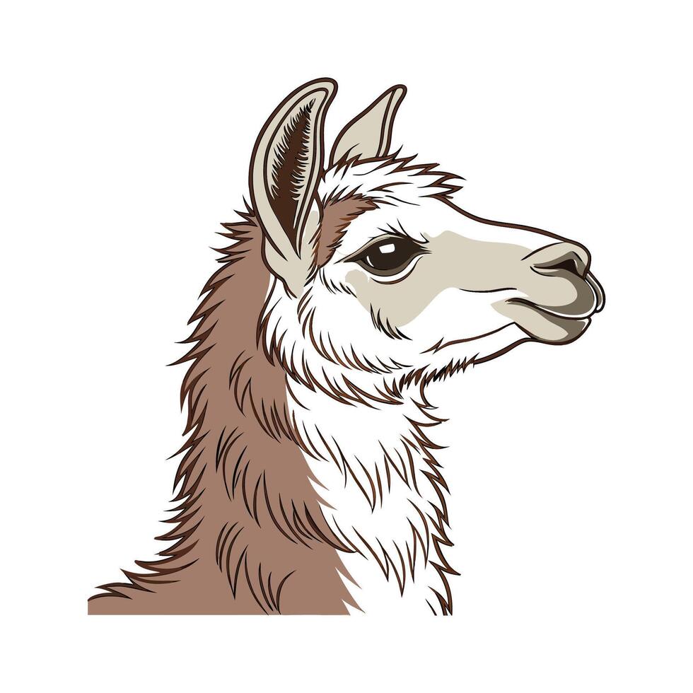 Realistic Illustration of an Elegant Alpaca vector