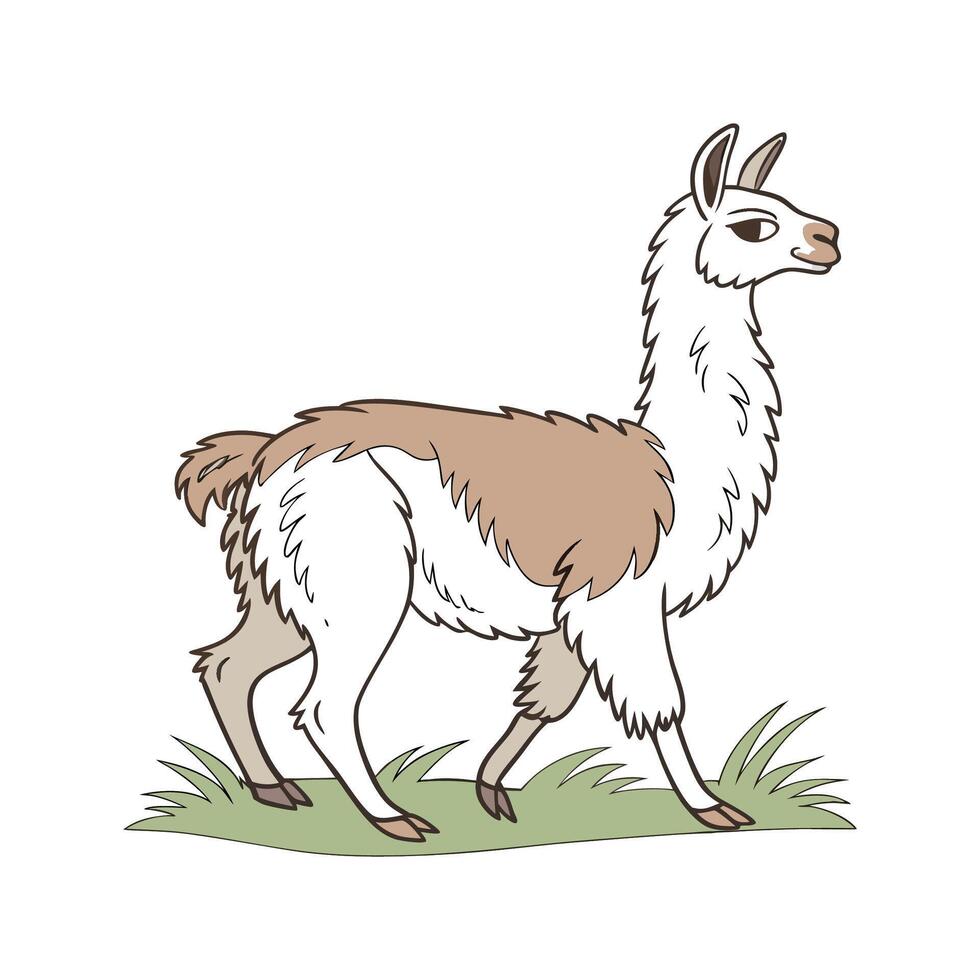 Charming Alpaca Outline Color Illustration vector
