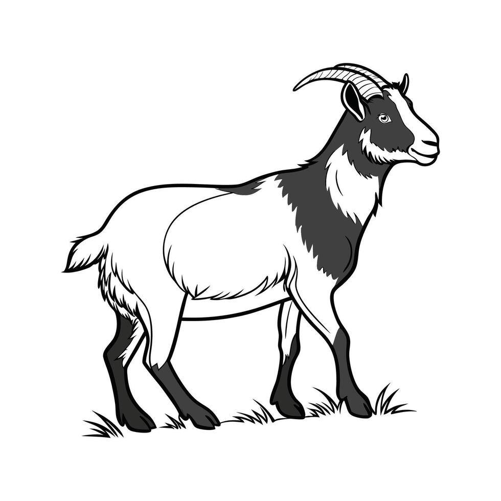 Beautiful American Blackbelly Sheep Illustration vector