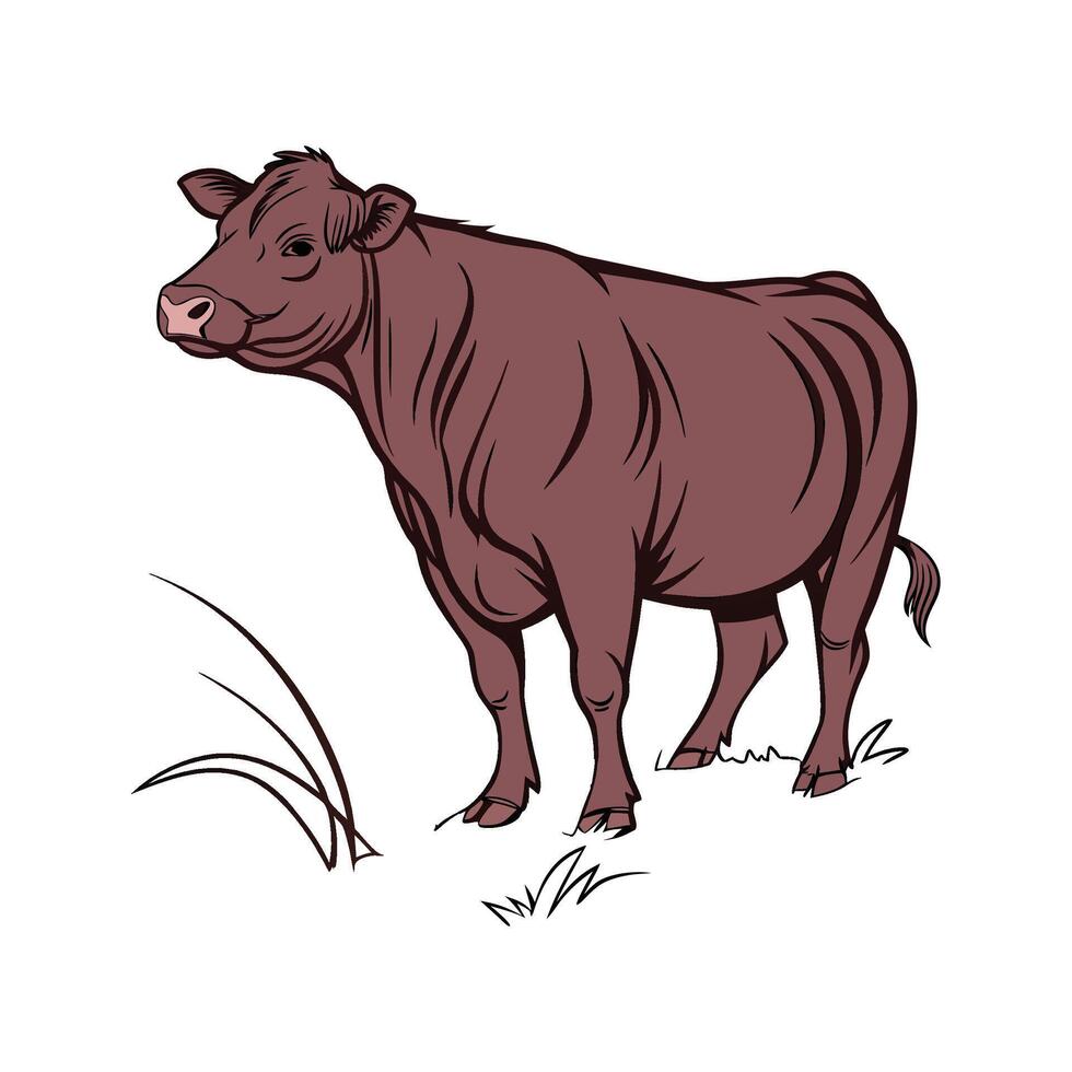Stylish Realistic Angus Cow in Outline Colors vector