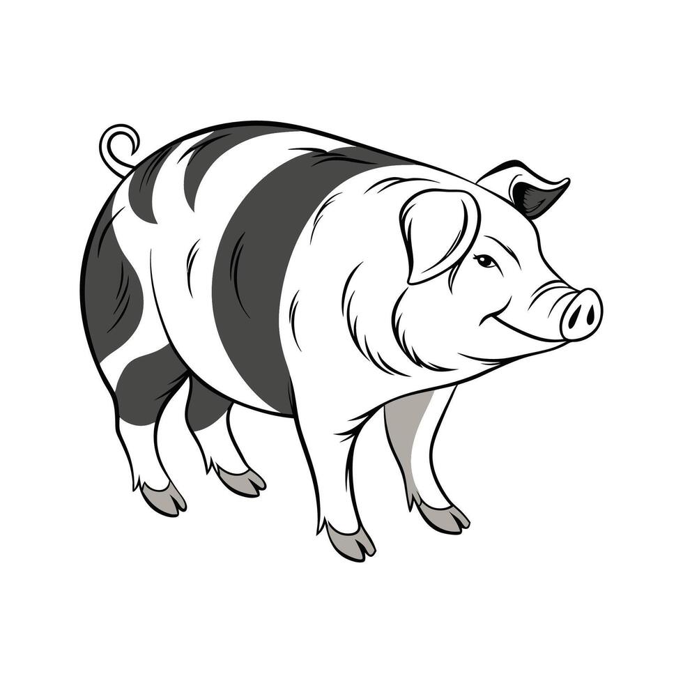 Elegant Realistic Color Illustration of Berkshire Pig vector