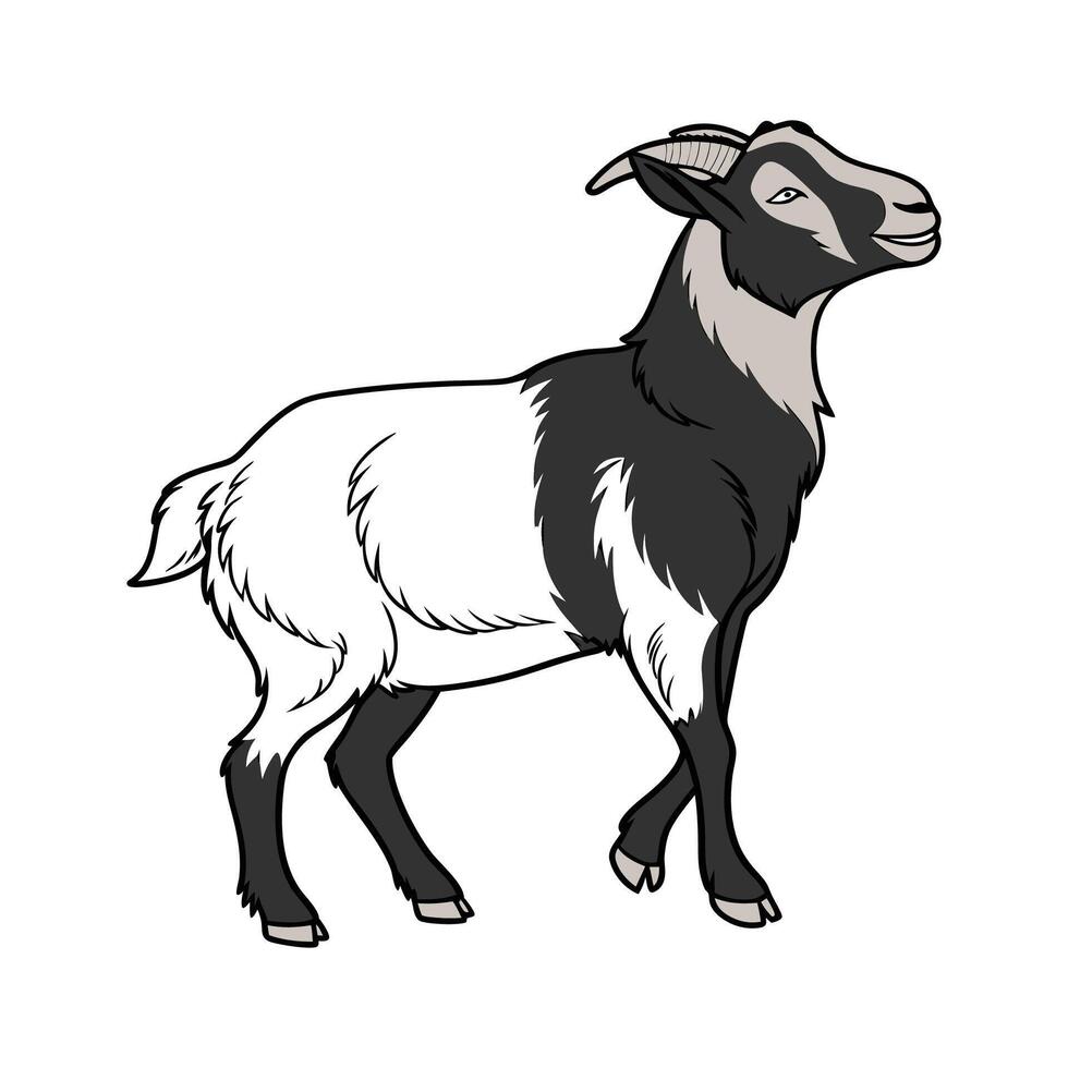 Adorable Realistic Blackbelly Sheep Color Art vector