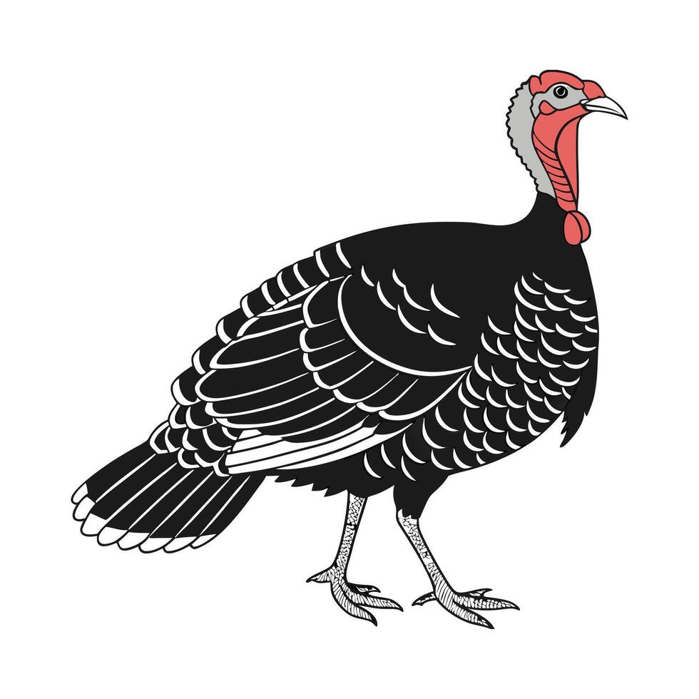 Charming Realistic Outline of Black Turkey vector