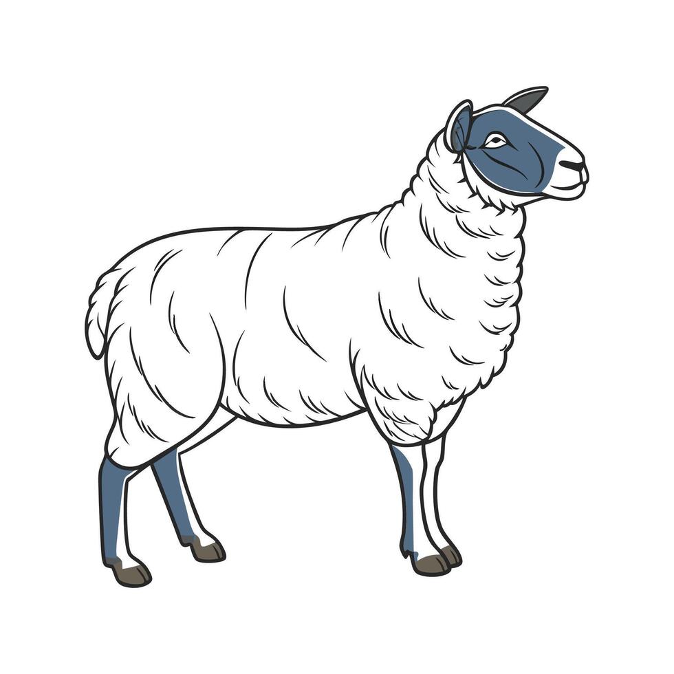 Captivating Bluefaced Leicester Sheep in Color vector
