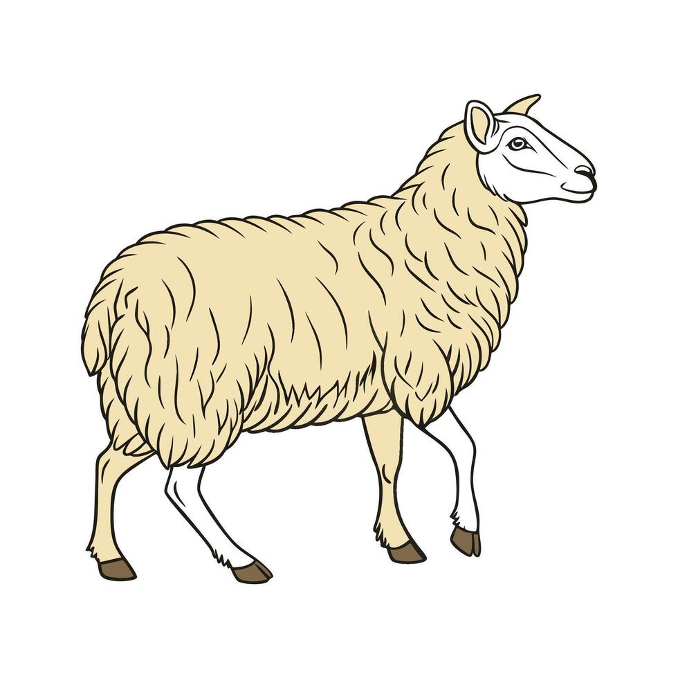 Charming Border Leicester Sheep Realistic Color Art vector