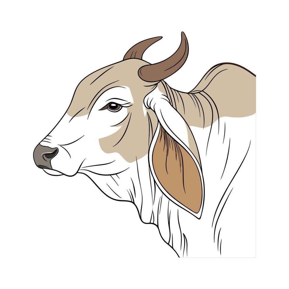 Charming Realistic Brahman Cow Color Illustration vector