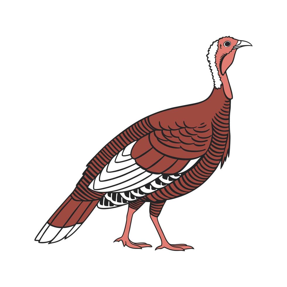 Stylish Bourbon Red Turkey in Vibrant Colors vector