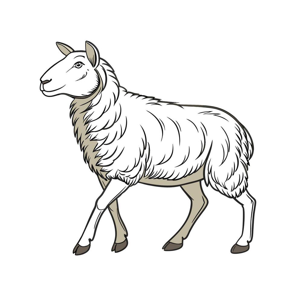 Stylish Border Leicester Sheep in Realistic Colors vector
