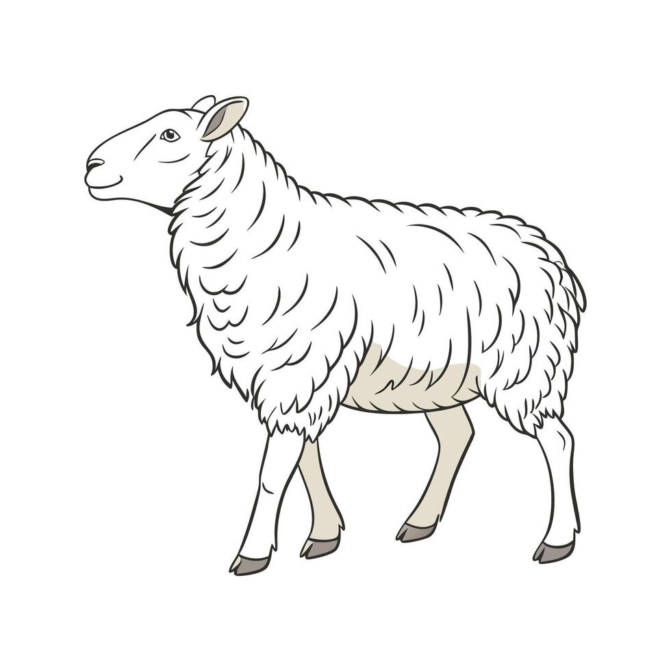 Captivating Border Leicester Sheep in Realistic Colors vector
