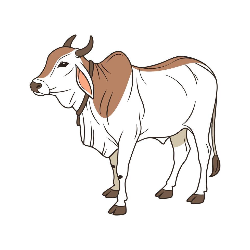 Charming Brahman Cow Realistic Outline Illustration vector