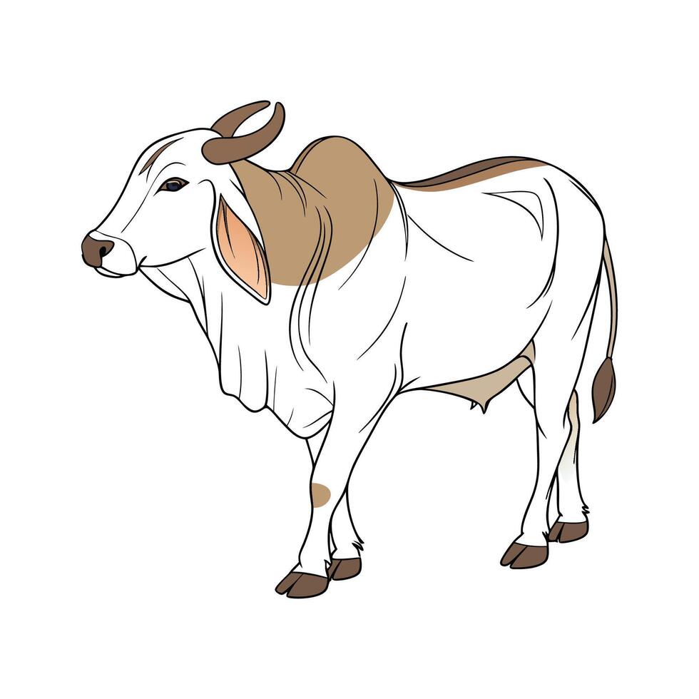 Elegant Brahman Cow Realistic Color Illustration vector