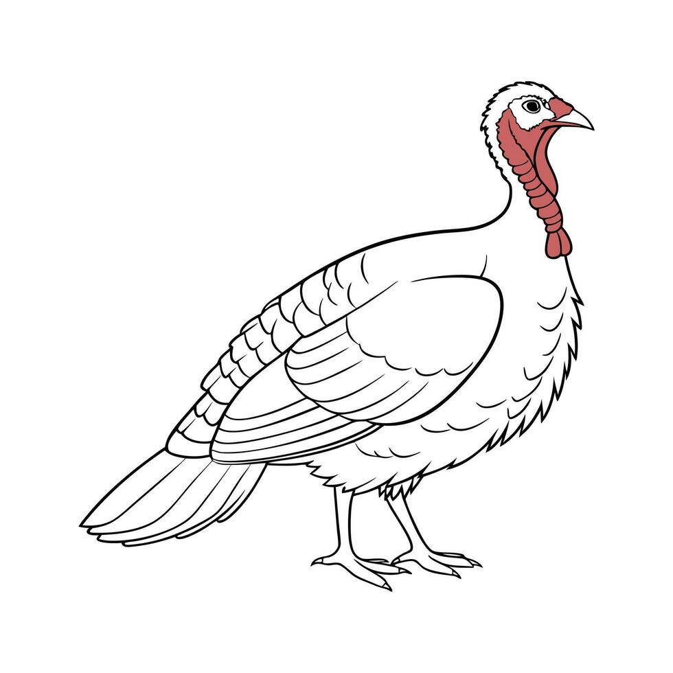 Elegant BroadBreasted White Turkey Illustration vector