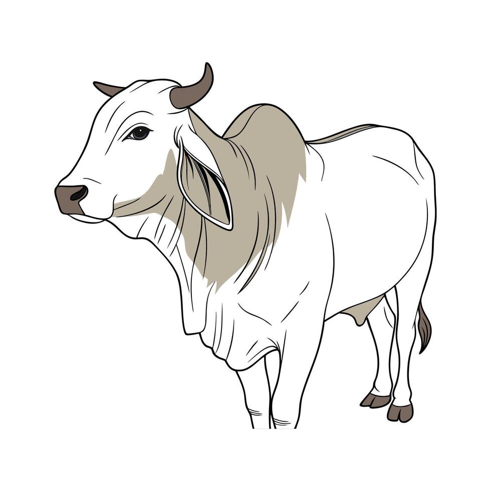 Elegant Brahman Cow in Realistic Colors vector