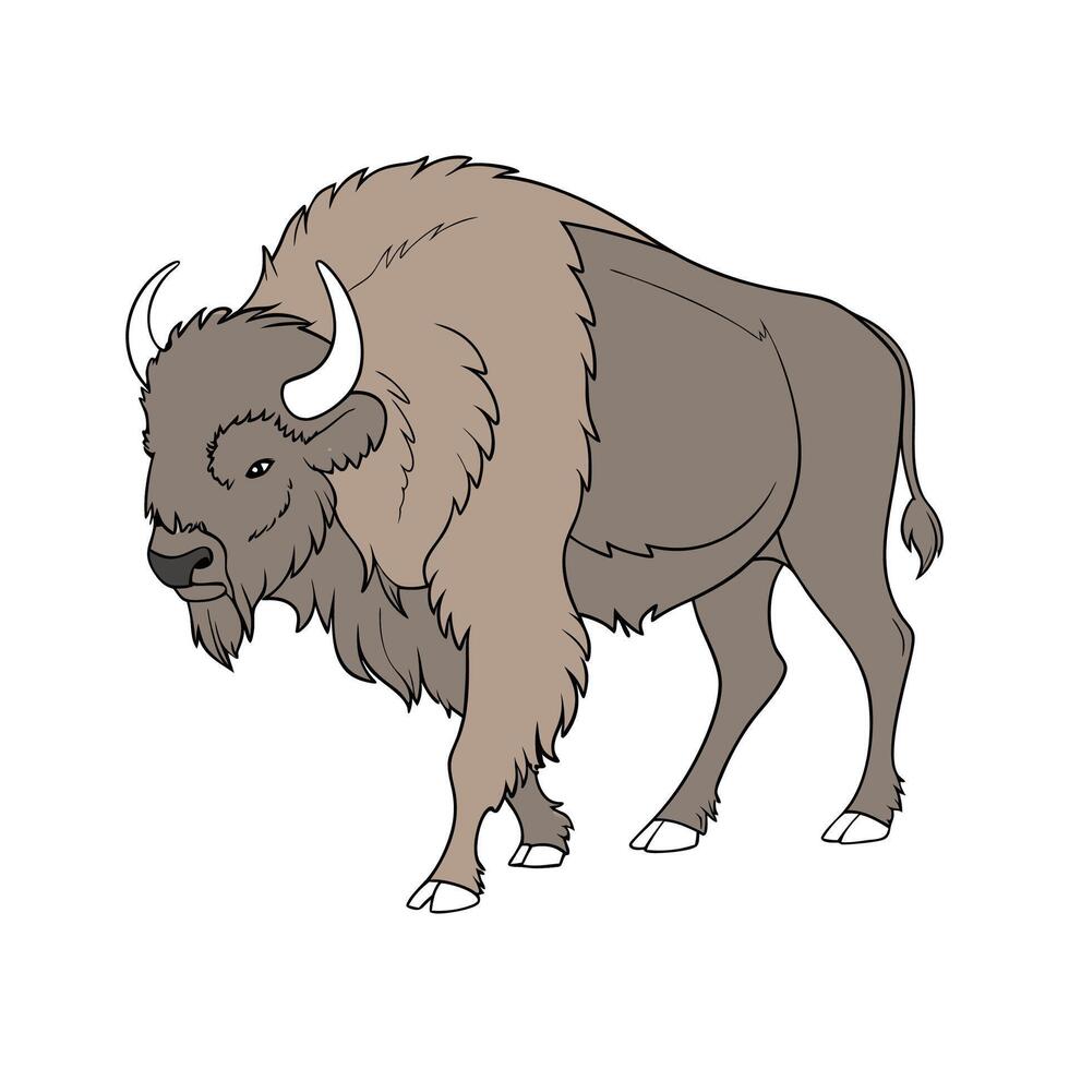 Beautiful Buffalo in Realistic Outline Colors vector