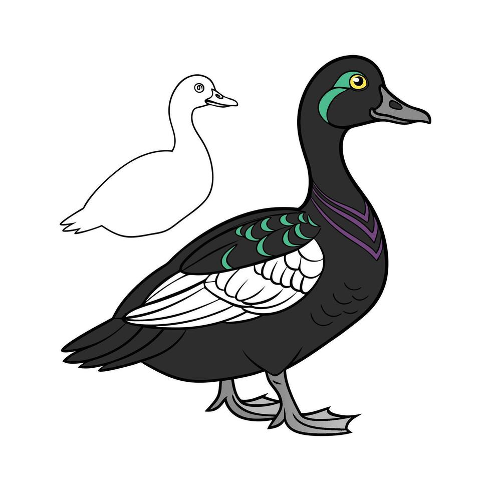 Charming Cayuga Duck Realistic Outline Illustration vector