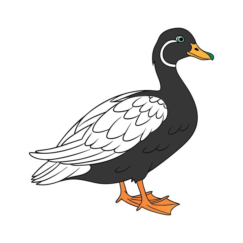 Stylish Cayuga Duck in Realistic Outline Colors vector