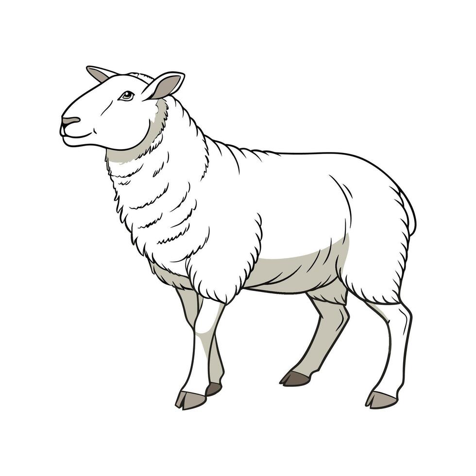Elegant Cheviot Sheep in Realistic Colors vector