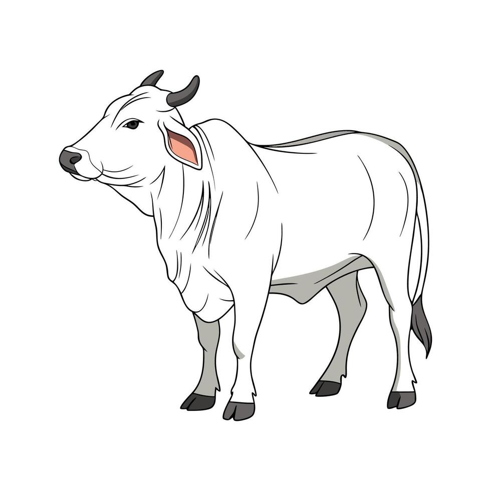Charming Realistic Outline of Chianina Cow vector