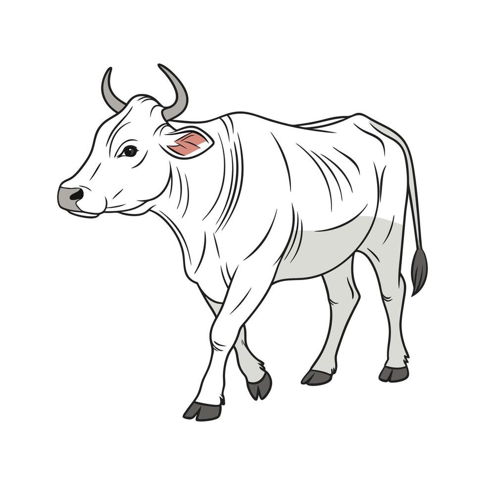 Captivating Chianina Cow Realistic Outline Art vector