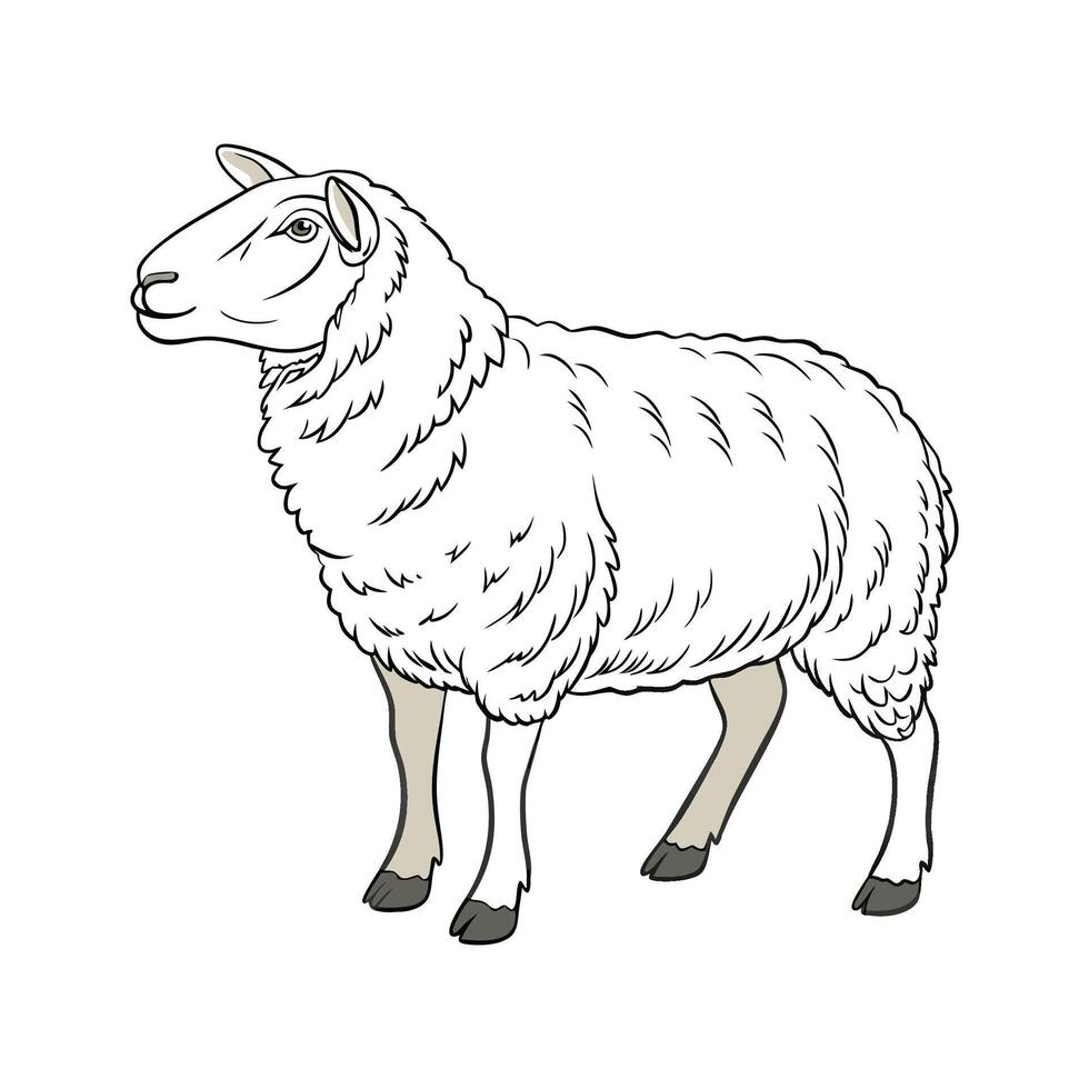 Charming Dorset Sheep Outline in Beautiful Colors vector