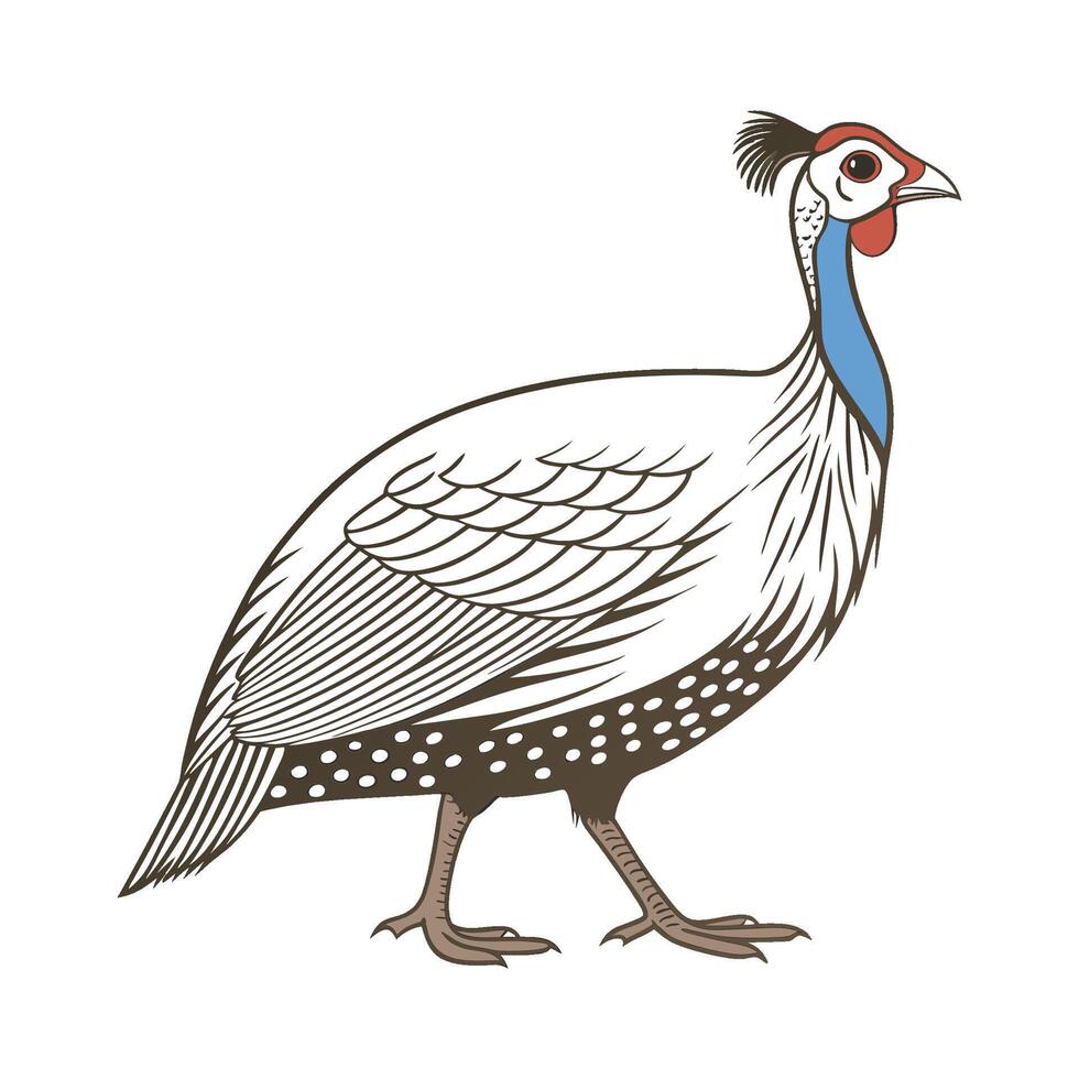 Elegant Guinea Fowl Realistic Color Illustration vector