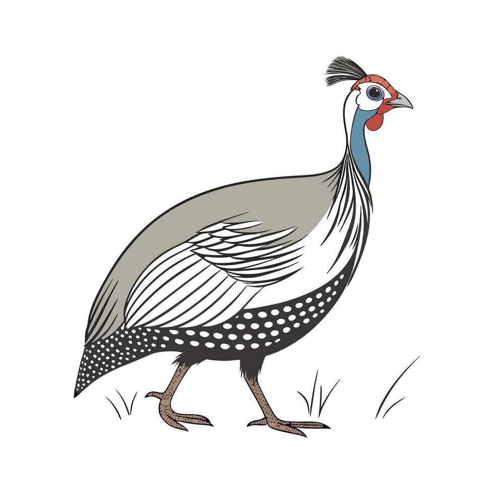 Charming Guinea Fowl in Realistic Colors vector