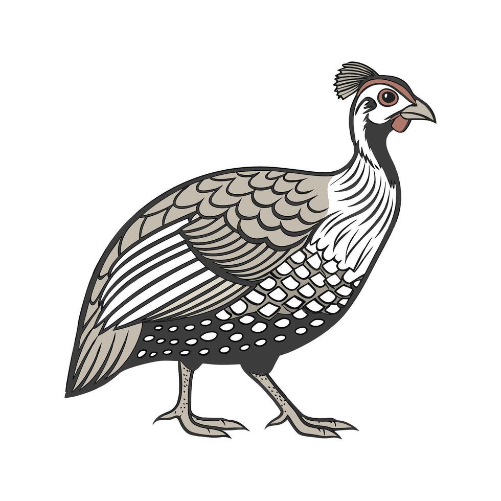 Stylish Realistic Color Illustration of Guinea Fowl vector