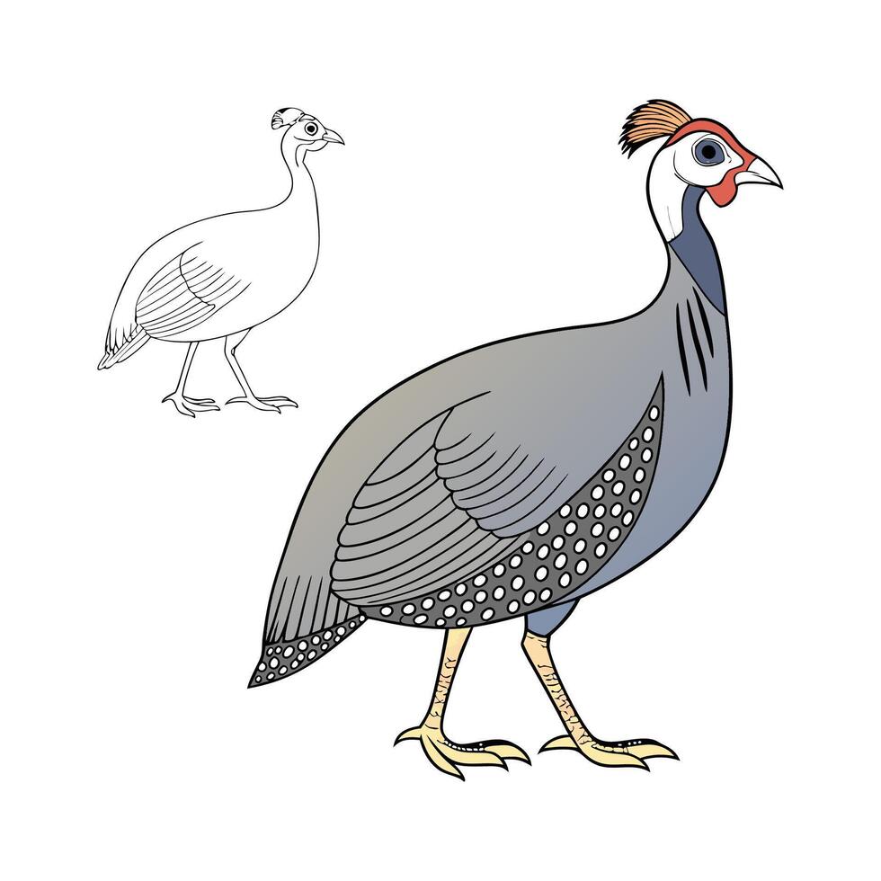 Charming Outline Guinea Fowl Color Illustration vector