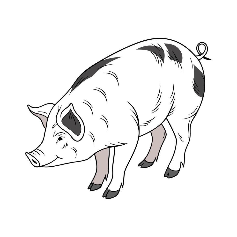 Elegant Hampshire Pig Realistic Color Art vector