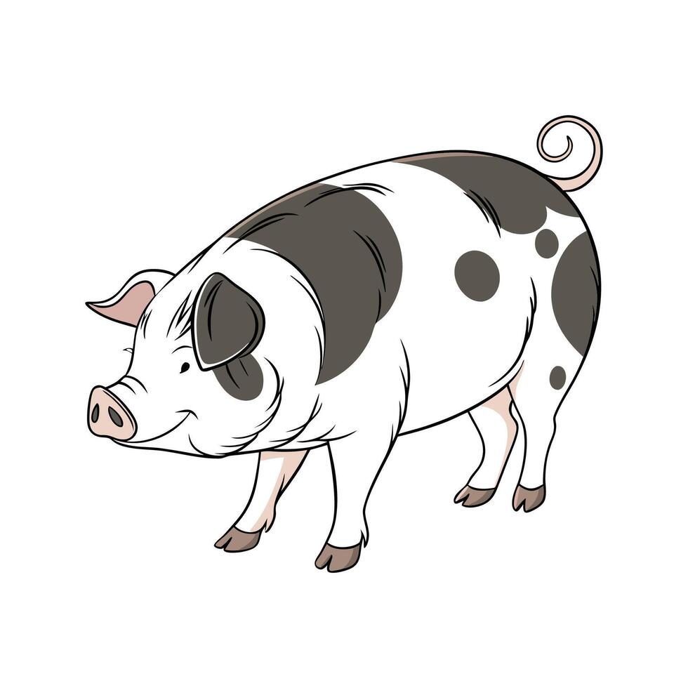 Stylish Realistic Color Illustration of Hampshire Pig vector