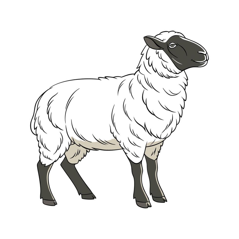 Captivating Hampshire Sheep in Beautiful Colors vector