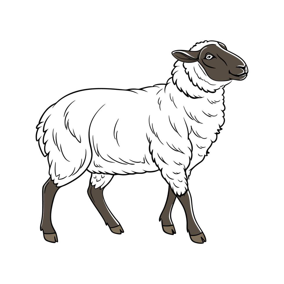 Elegant Hampshire Sheep in Realistic Colors vector