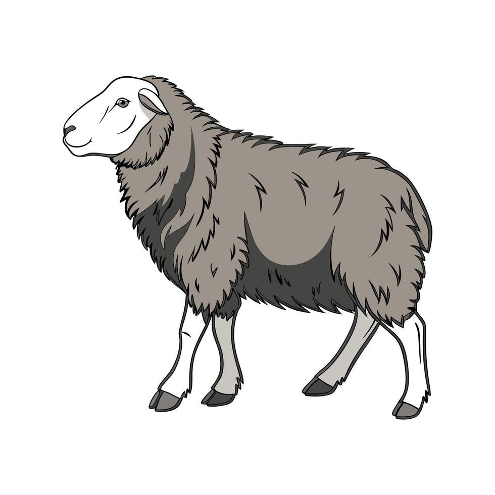 Captivating Herdwick Sheep in Beautiful Colors vector