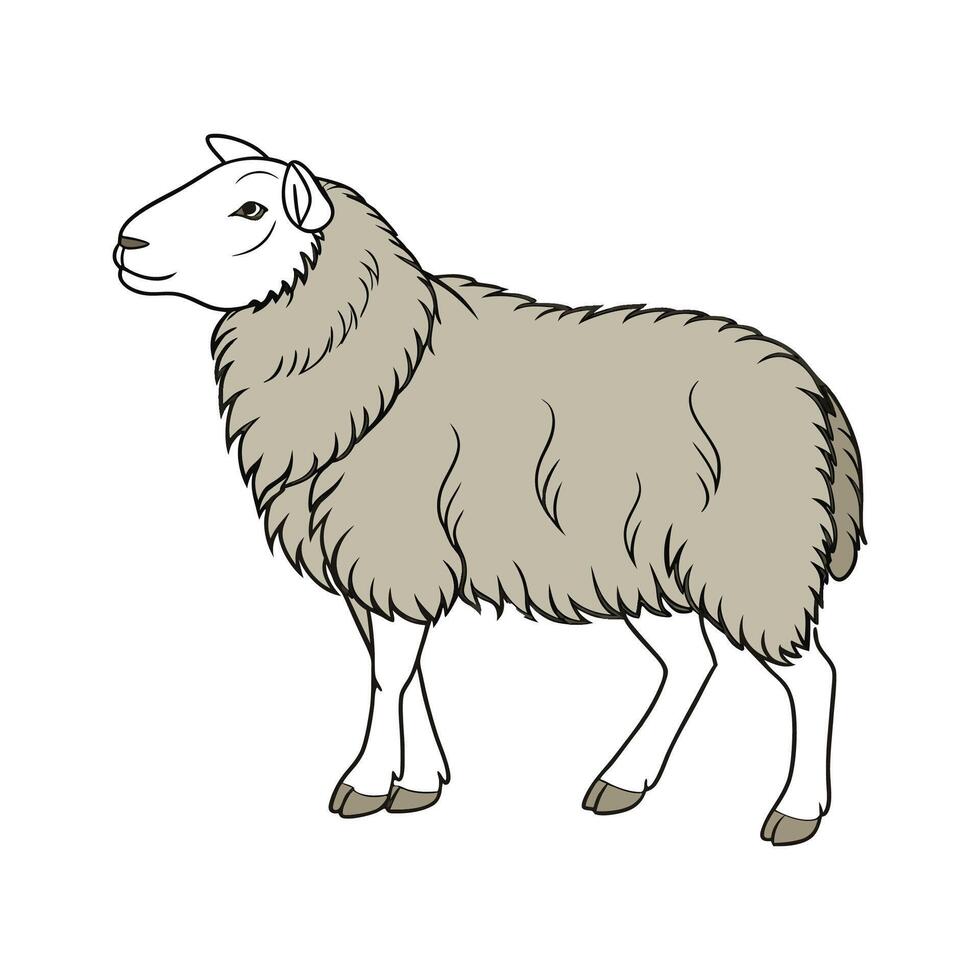 Elegant Realistic Color Illustration of Herdwick Sheep vector