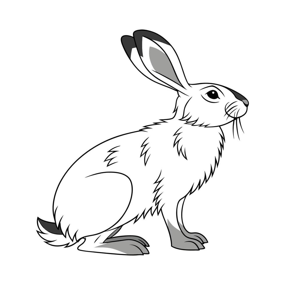 Delightful Himalayan Rabbit Color Illustration Art vector