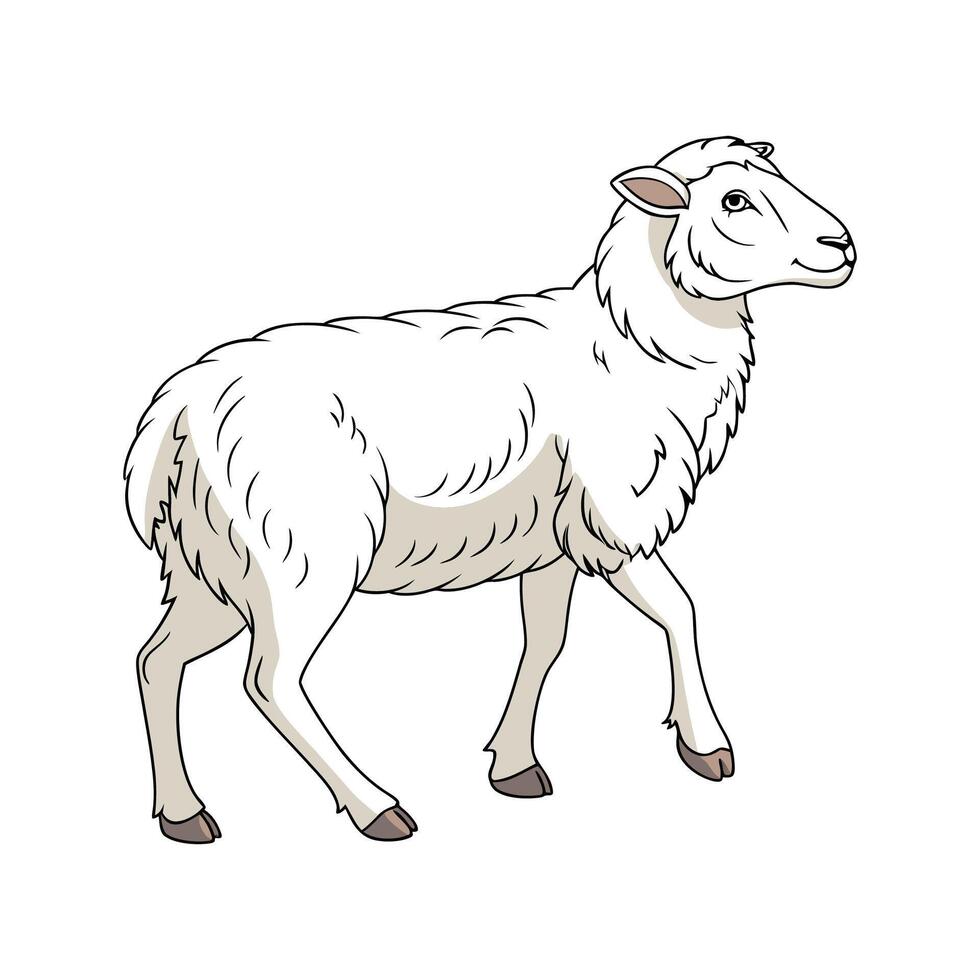 Vivid Katahdin Sheep Color Illustration with Dynamic Design vector