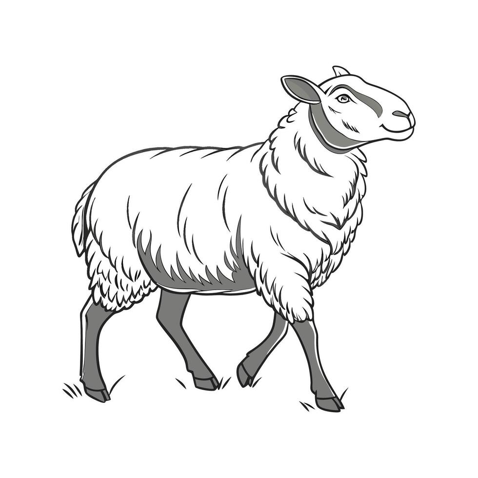 Dynamic Katahdin Sheep Color Illustration with Realistic Touch vector